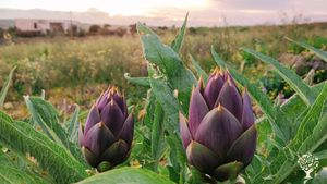 Destinazione Agrituristica, Fattoria mista