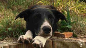 Lam, la chien de la maison, un bordercollie, supposé être un chien de troupeau efficace...