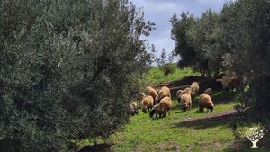 Ferme ecologique avec un potager en permaculture, des arbres fruitiers, des animaux de la ferme,