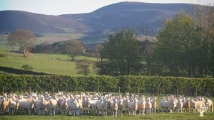 Working sheep farm in South Lanarkshire with a flock of 500 ewes