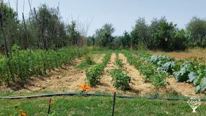 Olive oil and vegetables in the heart of Tuscany!