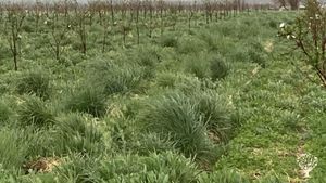 Dairy  & multi-species pasture meat business offering stone fruit, honey & specialty storage crops