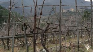 Azienda vitivinicola biologica e produzione di vino senza chimica.