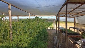Ferme biologique certifiée à Macouria en Guyane