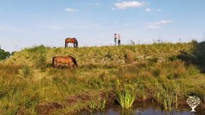 Startende regeneratieve boerderij naast het bos waar we werken met dieren, voedsel en natuurherstel.