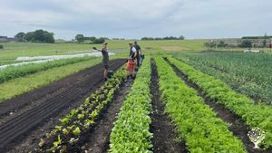 Join us this summer in our newly established market garden and farm collective