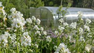 Organically certified marketgarden, with small horticulture, vegetable, herb and flowers no dig