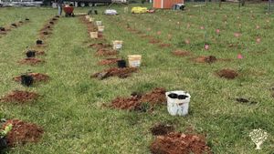 More holes for Tea plants
