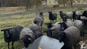 Self sustainable farm right at the entrance of the national park Åsnen