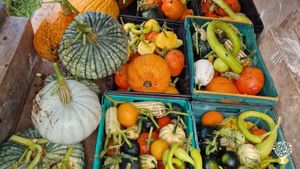 No-dig Market Garden