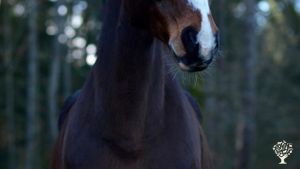 Family home and garden - rural, Homestead, Hobby Farm, Market Garden, Horse Ranch, Orchard