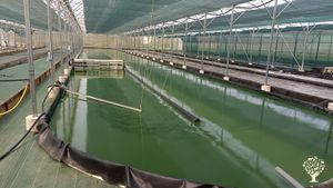 Ferme de spiruline et plein d'autres choses