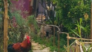 Holistic Little Farm