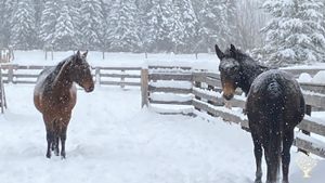 Hobby Farm, Horse Ranch, Woodlot, Family farm, Animal Rescue