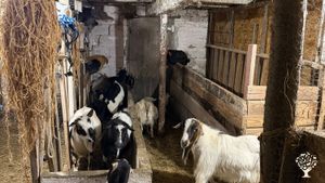 A small diversified farm raising livestock and growing produce