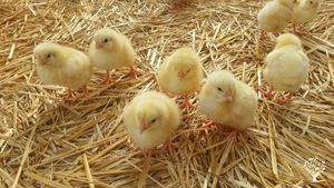 Ranch/ Livestock Farm, Family farm