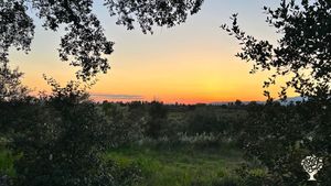 Rewilding ~ Remembering ~ Regenerating our Sanctuaries of Sovereignty