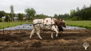Our ox Madhu pulling the spring-tooth harrow. 