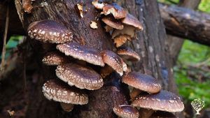 Petite exploitation, Agroforesterie, Verger, Champignons, Potager familial