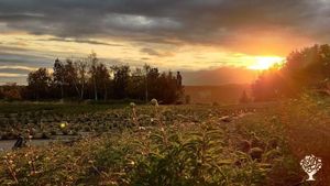 Alaskan Native woman-operated family peony farm and wedding venue