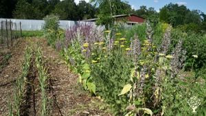Ferme agroécologique. Paysan-semencier, producteur de fruits, légumes, plants et arbres.