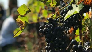 Bioweingut am Kaiserstuhl