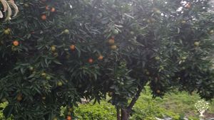 Ecovillage under construction