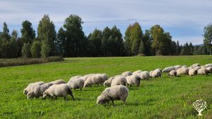 Økologisk bruk med korn og sau