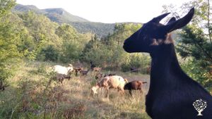 Organic farm in forest under nacional park Lovcen