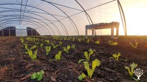 Biologisch dynamisch akkerbouwbedrijf, groentetuin, groentewinkel, dagbesteding