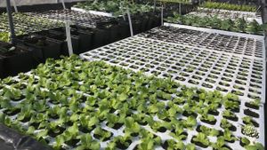 Maraichage diversifié, petits fruits et vergers