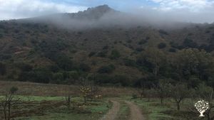 Derelict olive plantation under renovation