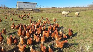 Kleiner regenerativ arbeitender Bauernhof / Small regenerative farm