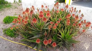 Family home and garden - rural