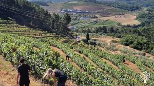 Quinta com olival, vinha, pomares de cerejas e pomares de sabugueiro.