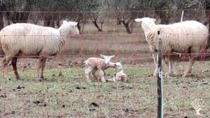Grande casa patronale con ulivi, noci, bosco, animali da allevamento e orti biologici