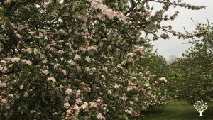 Family smallholding making Touchwood Cider