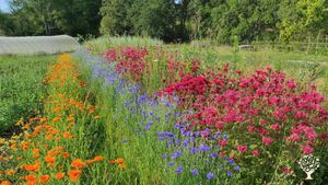 Ferme de plantes aromatiques et médicinales AB