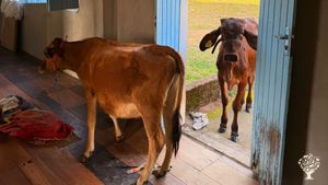 Organic Portuguese style farm with river in southern Brazil
