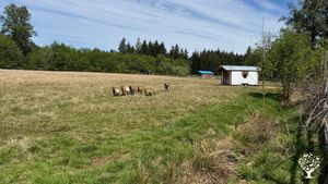 The goaties in the pasture - Otis, Rico, Chico, Nutmeg, Cinnamon Bun and Lavendar Moon