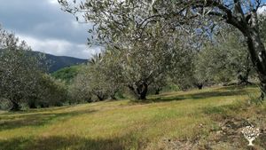 Les oliveraies 