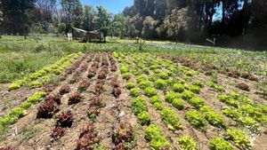 Estamos ubicados en Cochabamba, Bolivia. Dedicamos nuestras 3.5h a la agricultura orgánica.