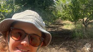 Zehirsiz Mandalina Bahçesi