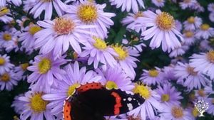 Smallholding, Intentional Community, Eco Lodge/Wilderness Adventures, Family farm