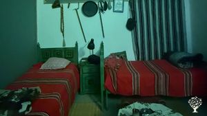 Organic olive oil farm