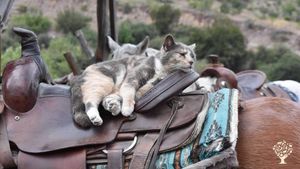 10,000 acre cattle ranch in far Eastern Arizona