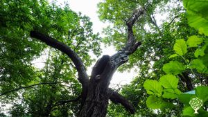 Frutteto, Azienda agricola, Produzione ortaggi, Olivi