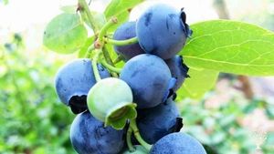 Kleine bio bessenboerderij