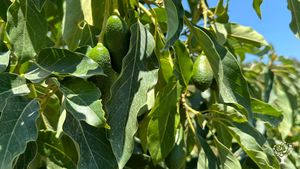 Nestled in the foothills of the Taurus Mountains in Antalya, it’s all about natural farming