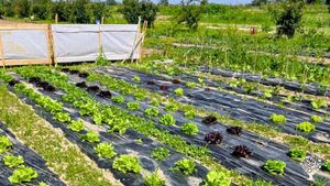 Azienda agricola con servizio di ristorazione, trasformazione e vendita diretta